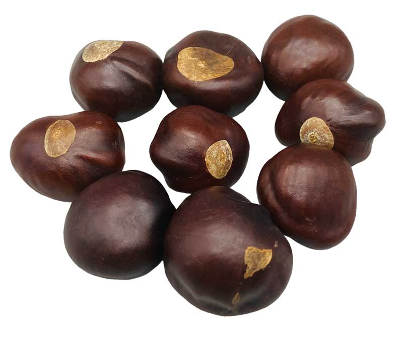 1 Lb Buckeyes whole (image for) 1 Lb Buckeyes whole